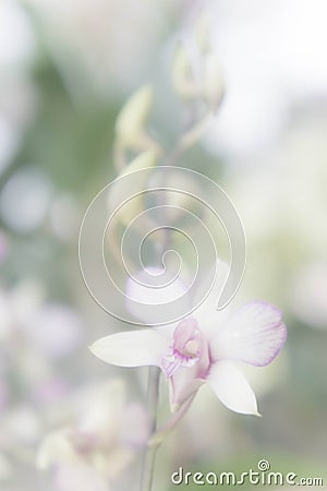 Flowers orchid white vintage and filter white vintage style back Stock Photo