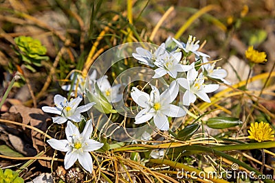 Flowers of Ornithogalum sibthorpii Stock Photo