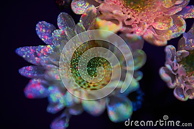 Flowers in the paint drops glow in the ultraviolet light. Natural beauty cosmetics Stock Photo