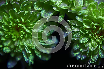 Flowers in the paint drops glow in the ultraviolet light. Natural beauty cosmetics Stock Photo