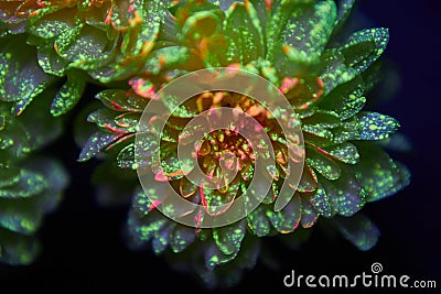 Flowers in the paint drops glow in the ultraviolet light. Natural beauty cosmetics Stock Photo