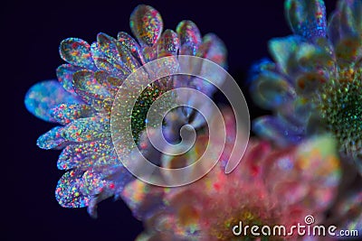 Flowers in the paint drops glow in the ultraviolet light. Natural beauty cosmetics Stock Photo