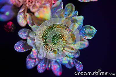 Flowers in the paint drops glow in the ultraviolet light. Natural beauty cosmetics Stock Photo