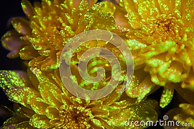 Flowers in the paint drops glow in the ultraviolet light. Natural beauty cosmetics Stock Photo