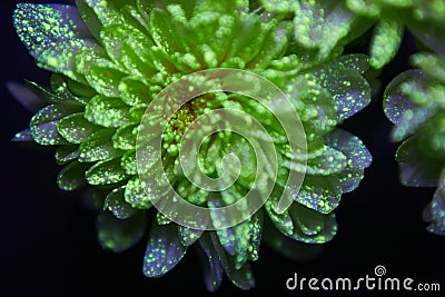 Flowers in the paint drops glow in the ultraviolet light. Natural beauty cosmetics Stock Photo