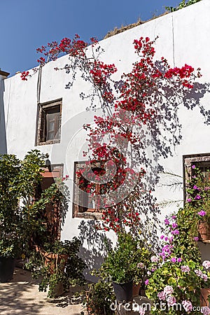 Flowers in Panagia Episkopi Church in Santorini island, Thira, Greece Stock Photo