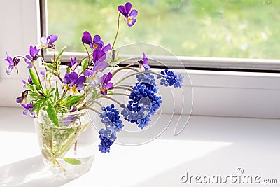 Flowers Pansies and Muscari. Wildflowers on the window Stock Photo