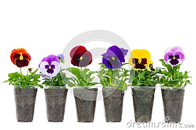 Flowers pansies or violet seedlings in cups for planting on a summer cottage. isolated on white background Stock Photo