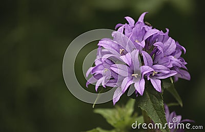 Flowers in the park Stock Photo