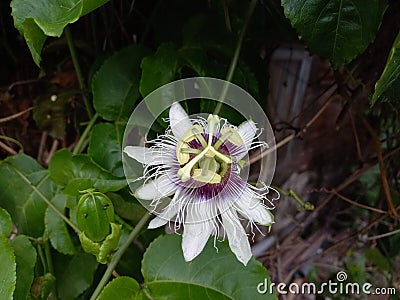 the flowers of the passion fruit are very beautiful Stock Photo