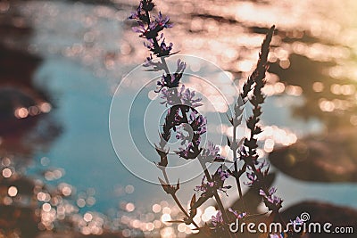 Flowers with pastel pink and blue wather bokeh background Stock Photo