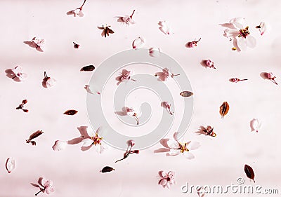 Flowers pattern composition. Pink flowers on pastel pink background. Valentines Day, Easter, Happy Women`s Day, Mother`s day. Fl Stock Photo