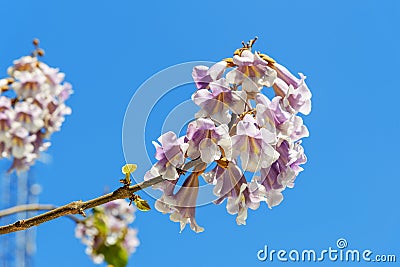 Flowers of Paulownia on blue sky background Stock Photo