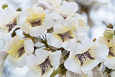 Flowers of paulownia Stock Photo