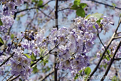 The flowers of Paulownia tomentosa Stock Photo