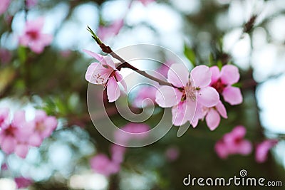 Flowers Peach blossoms with trees in the background Stock Photo