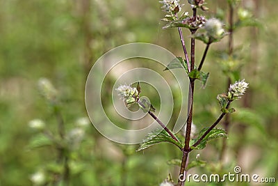 Flowers of a peppermint plant, Mentha x piperita Stock Photo