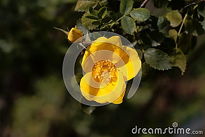 Flowers of a Persian yellow rose Rosa foetida Stock Photo