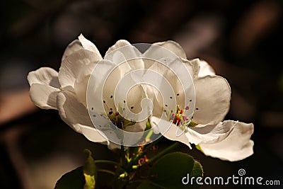 Mountain pear flower Stock Photo