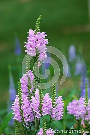 Flowers of Physostegia virginiana Stock Photo