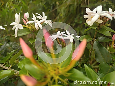 Flowers of pichcha in white colors Stock Photo