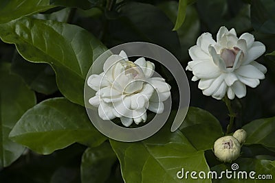 Flowers picture close up of jasminein a garden Stock Photo