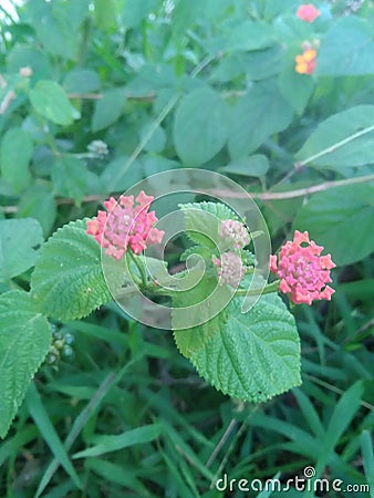 these flowers are pink broad leaves visible on the bushes Stock Photo