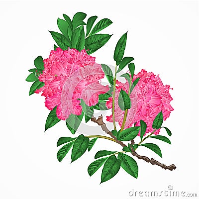 Flowers pink rhododendrons twig vintage vector Vector Illustration