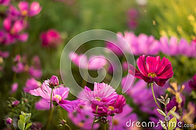 Flowers in pink tones with large blurs Stock Photo