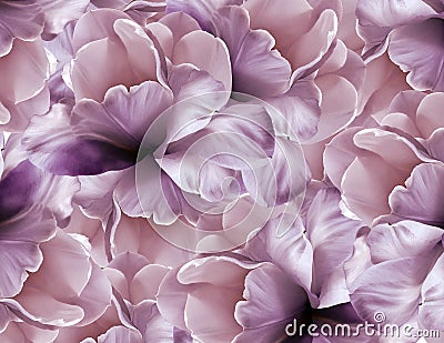 Flowers pink-violet background . Purple-white large petals flowers tulip. floral collage. Flower composition. Stock Photo