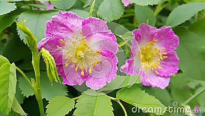 Flowers of a pink wild rose Stock Photo