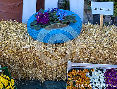 Flowers and plant in old tire painted pastel color Stock Photo