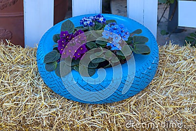 Flowers and plant in old tire painted pastel color Stock Photo