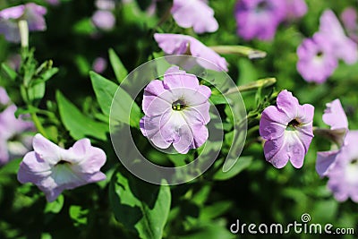 Flowers plant in a park or garden beautiful unique decorated Stock Photo