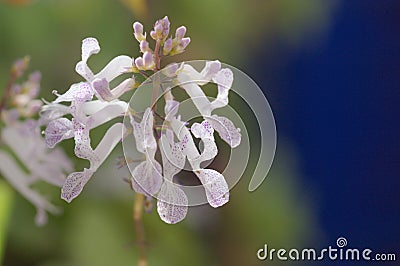 Flowers of the plant of a Plectranthus verticillatus Plectranthus nummularius Stock Photo