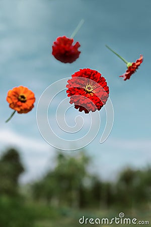 Flowers planted float in weightlessness Stock Photo