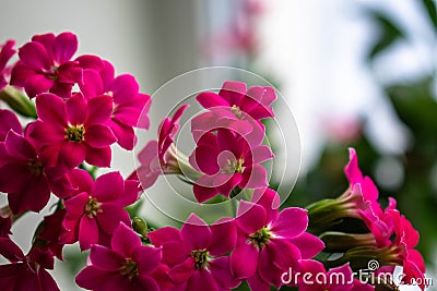 Flowers a plants background Stock Photo