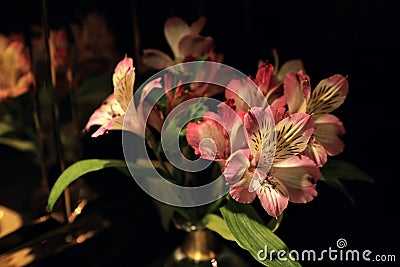 flowers plants gift female rouse Stock Photo