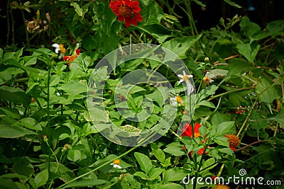 Flowers , plants, orange zinnia, Thailand. Stock Photo