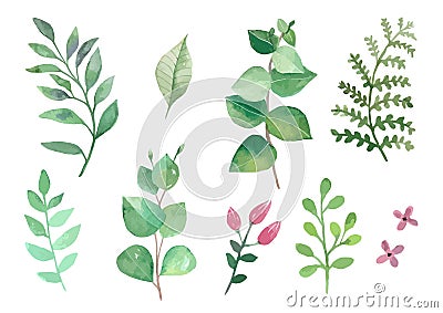 Flowers and plants set watercolour vectors leaves and branches Vector Illustration