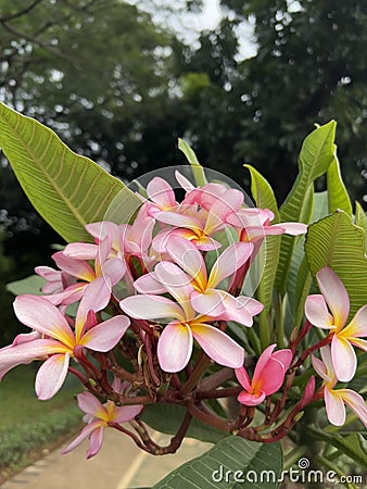 Flowers - Plumeria Rubra (Fragipani) Stock Photo