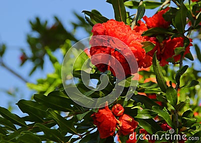 The flowers of the pomegranat. Stock Photo