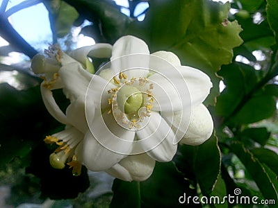 Flowers of the pomelo tree which will produce a large citrus fruit like grapefruit Stock Photo