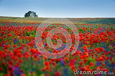 Flowers poppies and bells field on morning colors Stock Photo