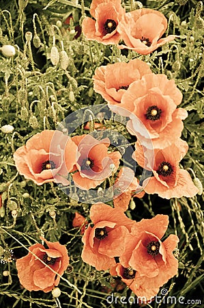 Vintage floral artistic picture of red poppies in meadow Stock Photo