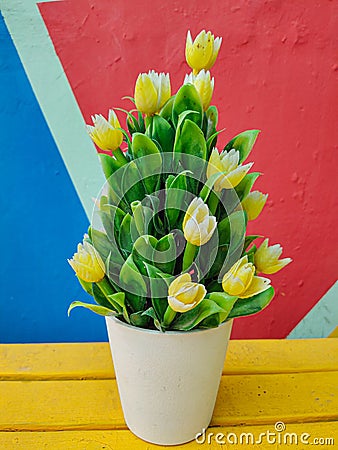 Nice flowers on pot Stock Photo