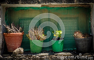 Flowers in pots Stock Photo