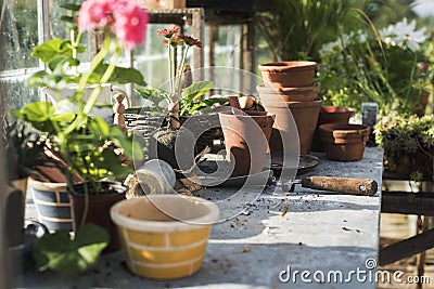 Flowers pots in glass greenhouse Stock Photo