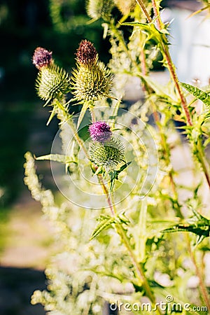 Flowers of prickly tartar in field, selective focus Stock Photo