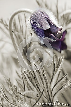 Flowers pulsatilla pratensis on spring meadow Stock Photo